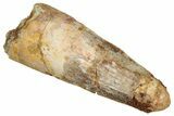 Fossil Spinosaurus Tooth - Real Dinosaur Tooth #333655-1